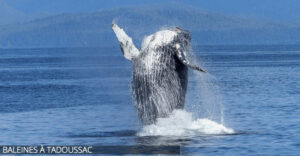 baleines---tadoussac