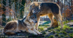 loups---girard-ville